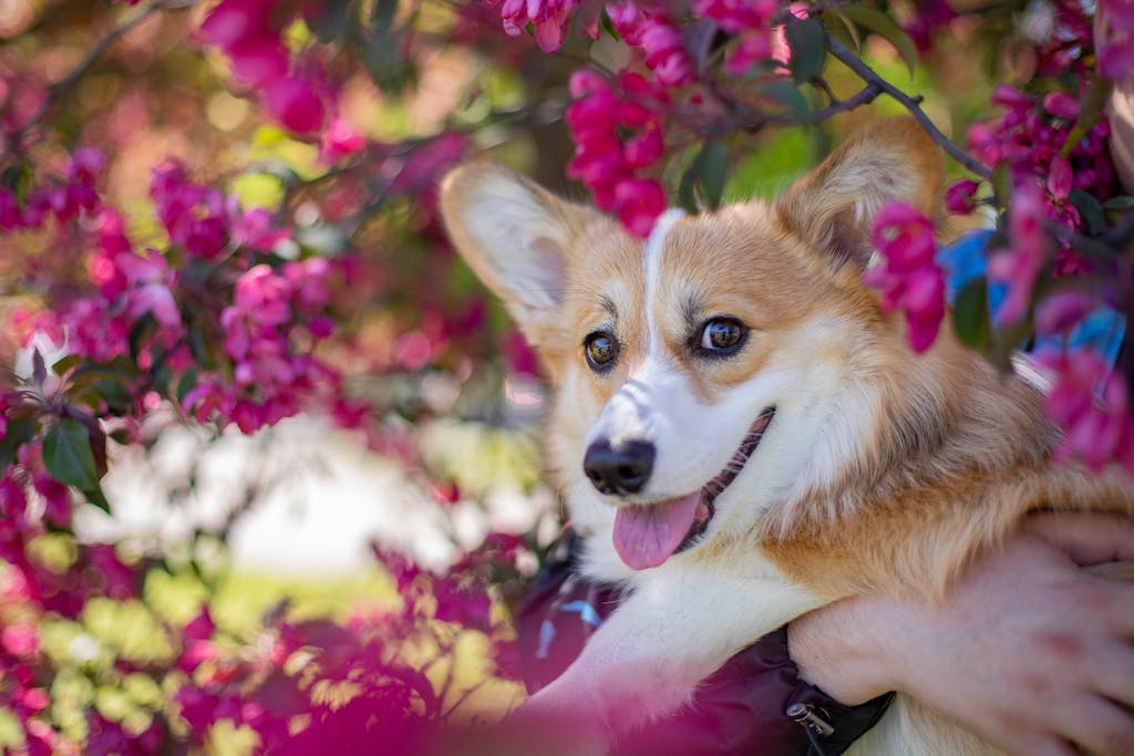 Charming Welsh Corgi embraced by vibrant pink blossoms, conveying joy and companionship.
